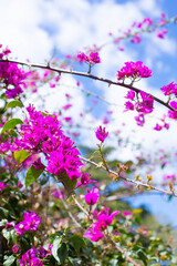 Flowering branches of bougainvillea against the blue sky. Beautiful background of bougainvillea shrubbery in nature. A vertical image.
