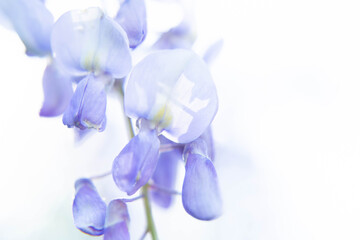 An abstract image of beautiful wisteria flowers on a light background. Wisteria buds illuminated by sunlight. Copy space.