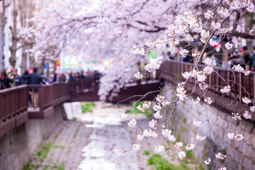 Sakura festival, Cherry blossom at Yeojwacheon Stream, Jinhae Gunhangje Festival pink cherry blossom festival in South Korea Jinhae, South Korea.