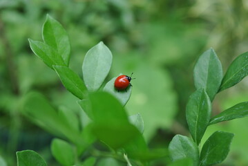 The beetle is on the leaves