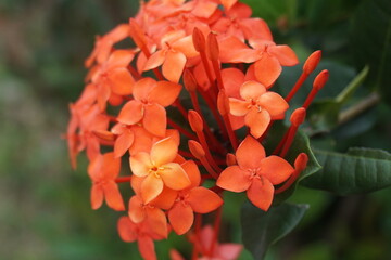 close-up view of beautiful ashoka flower