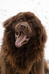 Neufundl&auml;nder (Newfoundland)
Portr&auml;t eines gro&szlig;en Hundes im Schnee