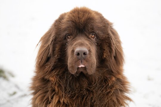 Neufundländer (Newfoundland)
Porträt eines großen Hundes im Schnee