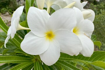 Plumeria Beautiful tropical exotic flower white and yellow color