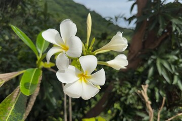 Obraz na płótnie Canvas Plumeria Beautiful tropical exotic flower white and yellow color
