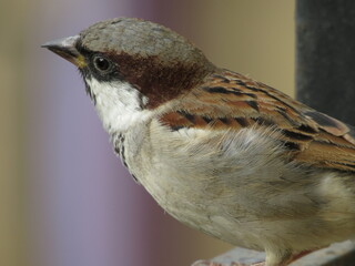 Indian Sparrow