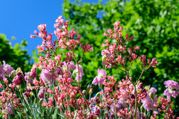 Close up of many small delicate vivid pink carnation flowers (Dianthus caryophyllus) in a garden in a sunny summer day, beautiful outdoor floral background photographed with soft focus