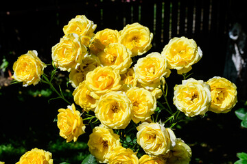 Large green bush with many fresh vivid yellow roses and green leaves in a garden in a sunny summer day, beautiful outdoor floral background photographed with soft focus