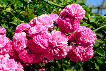 Large green bush with many fresh vivid pink roses and green leaves in a garden in a sunny summer day, beautiful outdoor floral background photographed with soft focus