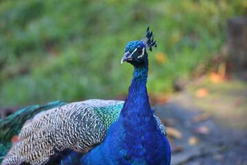 Obraz premium Beautiful peacock walking in the park. Close up portrait.