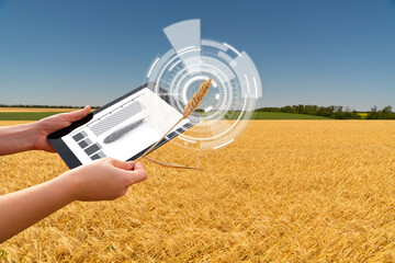 Farmer with digital tablet holds an ear of wheat. Grain ripeness analysis infographic.	