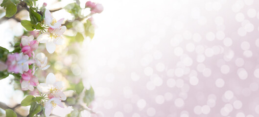 Spring abstract flowers background. copy space.