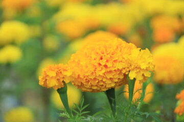 Marigolds (Tagetes erecta, Mexican marigold, Aztec marigold, African marigold)