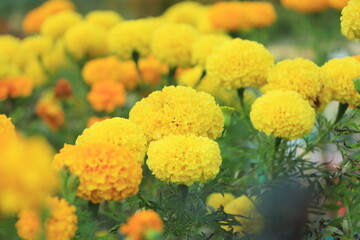 Amazing Mexican marigold flower in garden, on natural beautiful background.selection focus.