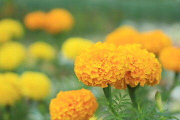 Lots of beautiful flowers in the garden. They are often called Mexican, Aztec or African marigold (Tagetes erecta).