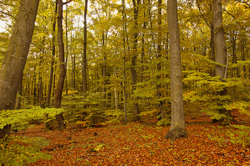 Obraz premium an autumn forest landscape. Autumn deciduous forest