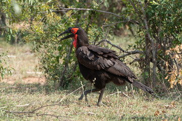 Bucorve du Sud, Grand calao terrestre, Bucorvus leadbeateri, Southern Ground Hornbill