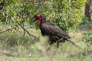 Bucorve du Sud, Grand calao terrestre, Bucorvus leadbeateri, Southern Ground Hornbill