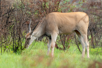 Eland du cap, Common eland, Taurotragus oryx, Parc national du Pilanesber, Afrique du Sud