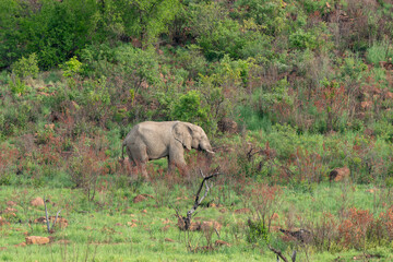 Obraz na płótnie Canvas Éléphant d'Afrique, Loxodonta africana, Parc national du Pilanesberg, Afrique du Sud