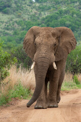 Fototapeta na wymiar Éléphant d'Afrique, Loxodonta africana, Parc national du Pilanesberg, Afrique du Sud