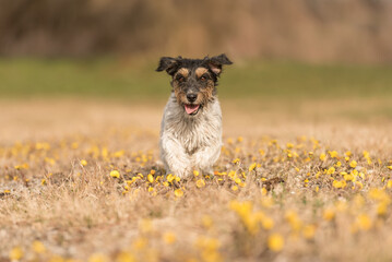 Cute proud small Jack Russell Terrier dog 3 years old, hair style rough  in a flowering meadow in spring