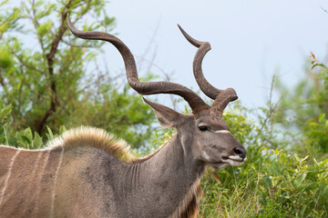 Grand koudou, Tragelaphus strepsiceros, mâle, Parc national Kruger, Afrique du Sud