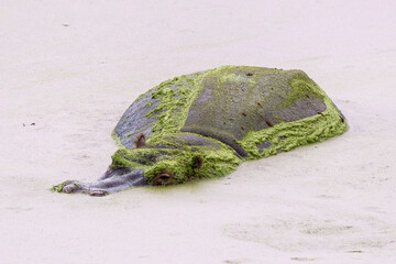 Hippopotame, Lentille d'eau, Hippopotamus amphibius, Afrique du Sud