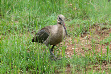 Ibis hagedash,.Bostrychia hagedash ,Hadada Ibis, Afrique du Sud