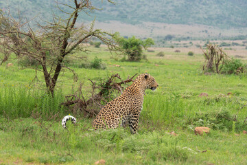 Léopard, Panthère, Panthera pardus, Afrique du Sud