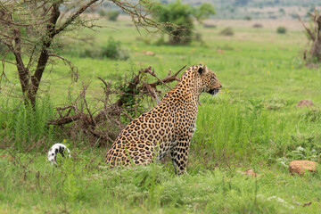 Léopard, Panthère, Panthera pardus, Afrique du Sud