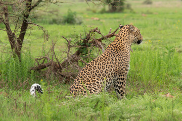 Léopard, Panthère, Panthera pardus, Afrique du Sud
