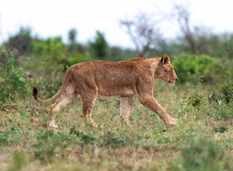 lion, femelle, lionne, Panthera leo, Afrique