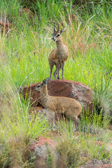 Oréotrague, klipspringer, Oreotragus oreotragus
