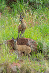 Oréotrague, klipspringer, Oreotragus oreotragus