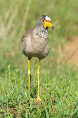 Vanneau à tête blanche,.Vanellus albiceps, White crowned Lapwing, Afrique du Sud