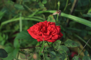 Red rose on green branch