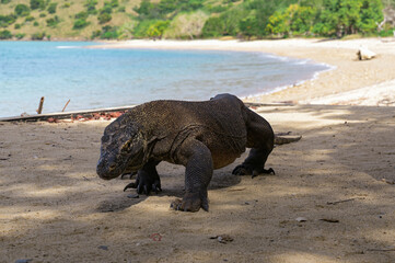 Fototapeta premium Komodo dragon