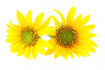 Fototapeta premium Two bright yellow sunflower head