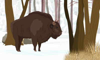 European bison Bison bonasus walks through the winter forest. European wood bison. The wisent or the zubr. Realistic vector landscape with wild animals of Europe.
