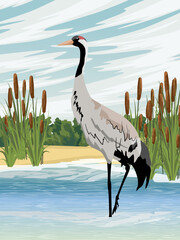 Fototapeta premium The gray crane stands in the lake. Wildlife of America and Europe. Realistic Vector Vertical Landscape