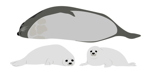 Harp Seal and pups. Animals mammals of the Arctic. vector illustration