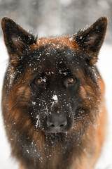 Portret owczarka niemieckiego w śnieżnej scenerii.