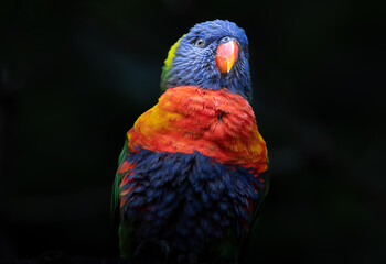 portrait of a pround rainbow lorikeet on black