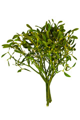 the branch of green mistletoe (Viscum)