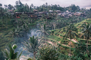 View of rice terraces of tegalalang in center of island of Bali in Indonesia, Ubud. Wooden houses and settlement of locals on hill of rice cascading terraces in the evening. Local landmark