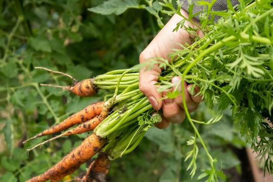 organic cultivation of carrots from own harvest
ekologiczna uprawa marchwi z własnych zbior&oacute;w