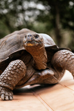 Wild tortoise hiding in shell