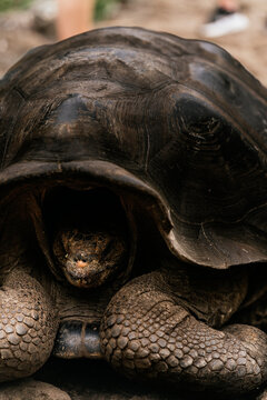 Wild tortoise hiding in shell