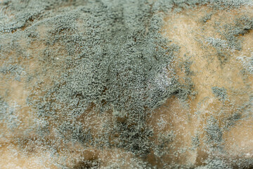 Mold on bread, macro, top view. The danger of mold, stale products.